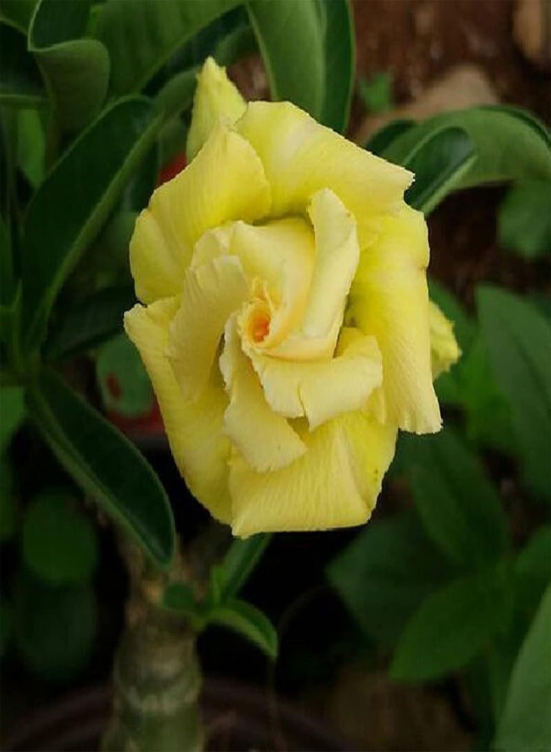 GGOOT Big Bag of Desert Rose Seeds Garden Kit | Mixed Colors Natural Garden Balcony Bonsai Seedlings Seeds 1size - Image 4