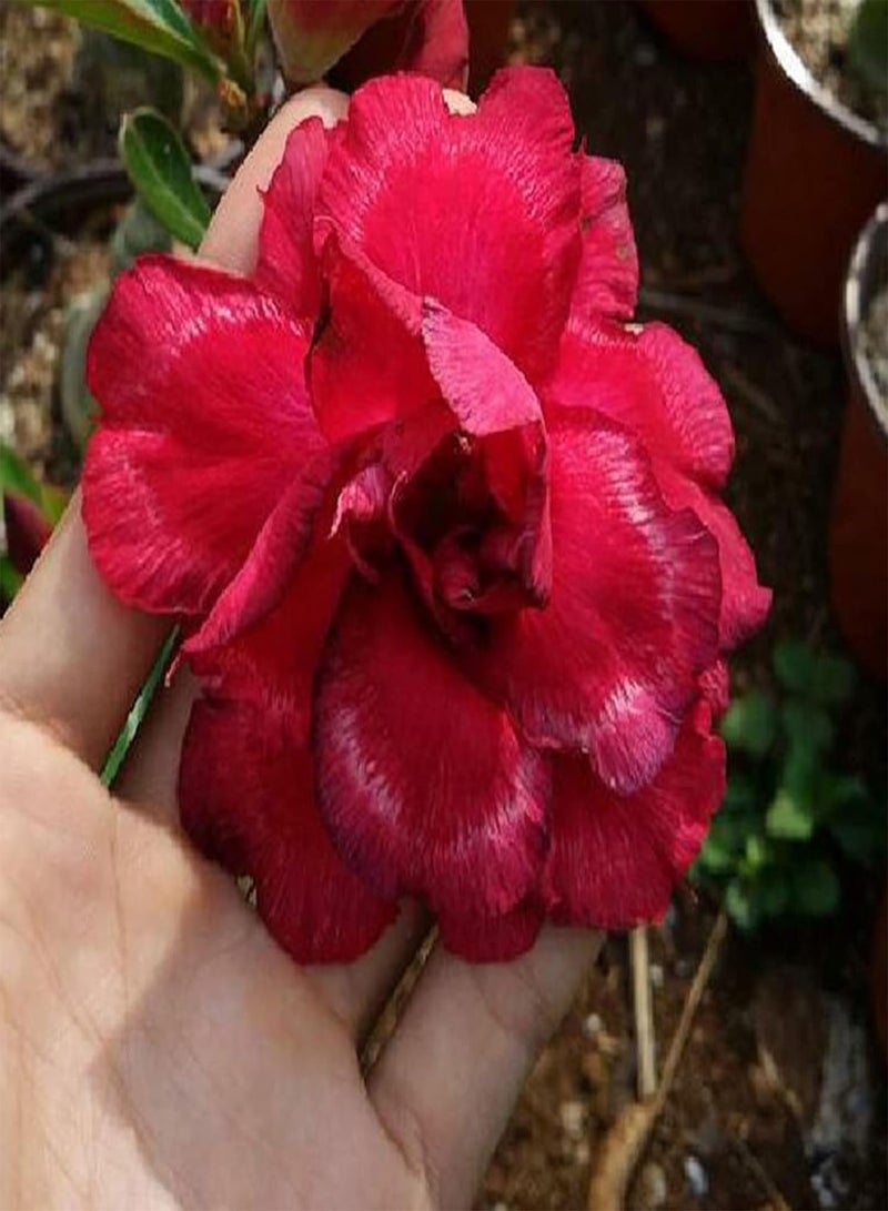 GGOOT Big Bag of Desert Rose Seeds Garden Kit | Mixed Colors Natural Garden Balcony Bonsai Seedlings Seeds 1size - Image 5