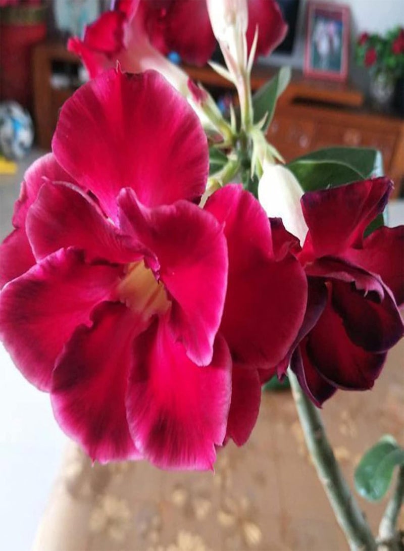 GGOOT Big Bag of Desert Rose Seeds Garden Kit | Mixed Colors Natural Garden Balcony Bonsai Seedlings Seeds 1size - Image 2