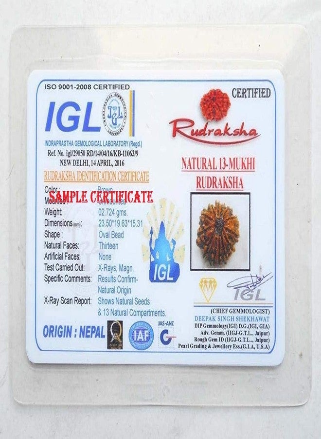 أحجار ترينترا النادرة وأفضل 13 رودراكشا موكي نيبالي بني مع شهادة مختبر IGL - Image 5