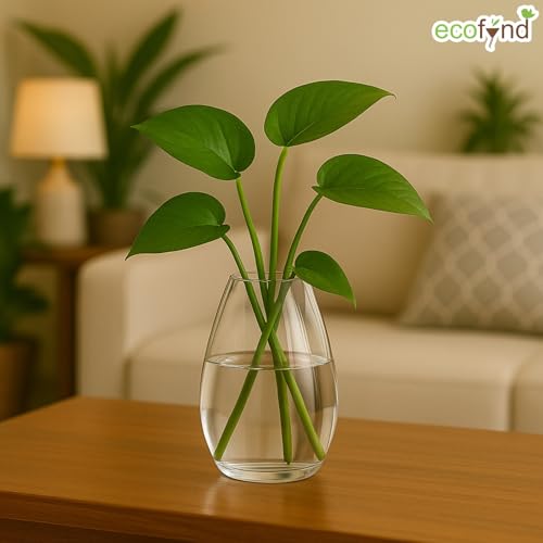 ecofynd Glass Vase for Flowers Plants, Modern Decorative Vase for Home Decor Center Table, Bedroom, Living Room, Office Decoration, Wedding or Gifts (GVASE006) - Image 4