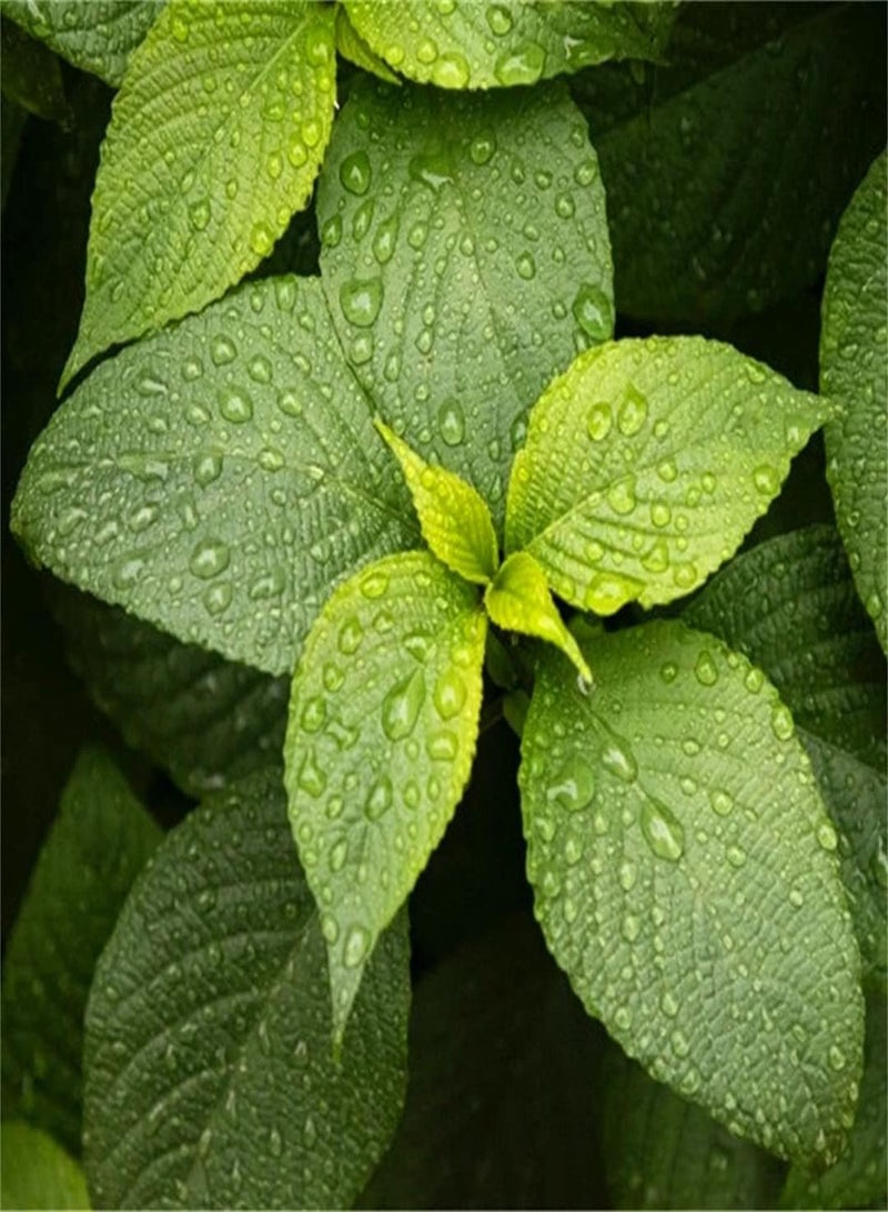 GGOOT Imported Peppermint Seeds Delicious Spice Vigorous Collection Gift Seeds Cute Green Strong Growing Plant-300 Pcs - Image 1