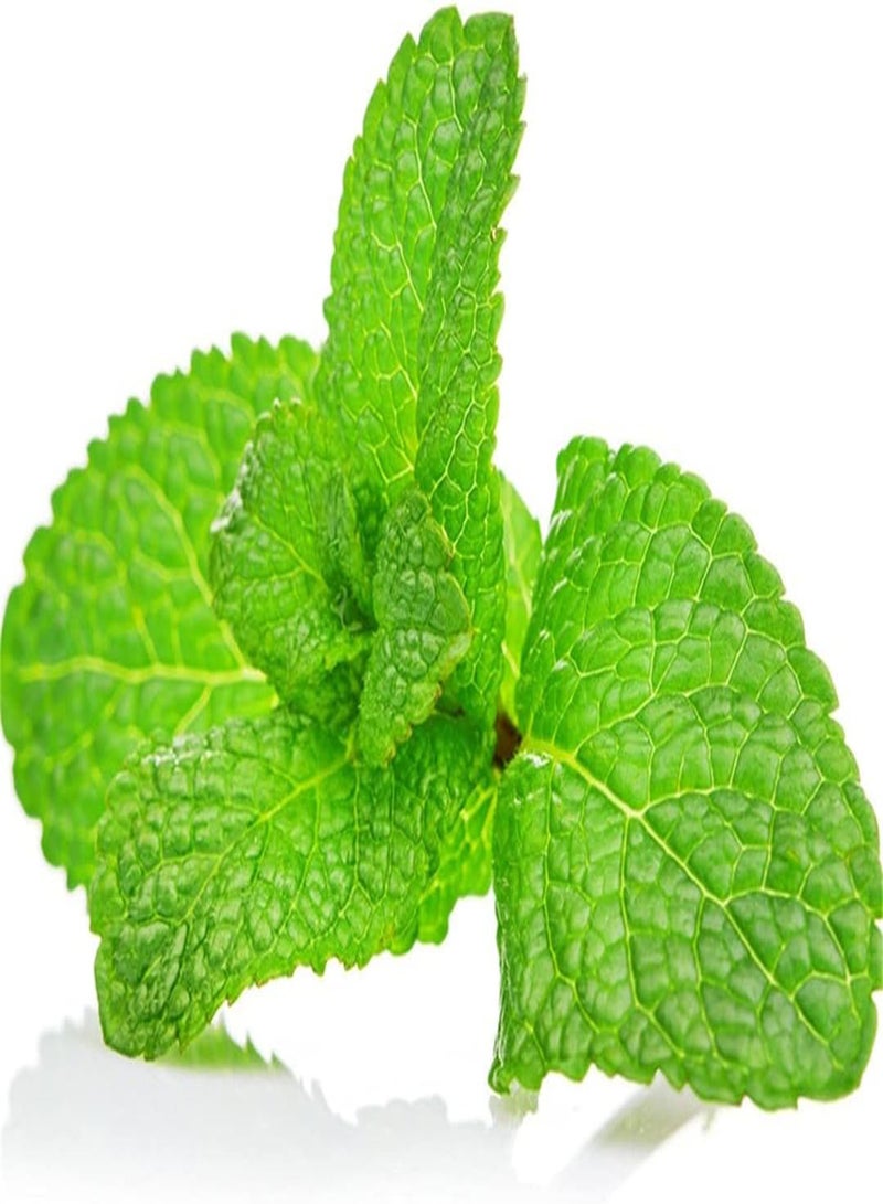 GGOOT Imported Peppermint Seeds Delicious Spice Vigorous Collection Gift Seeds Cute Green Strong Growing Plant-300 Pcs - Image 2