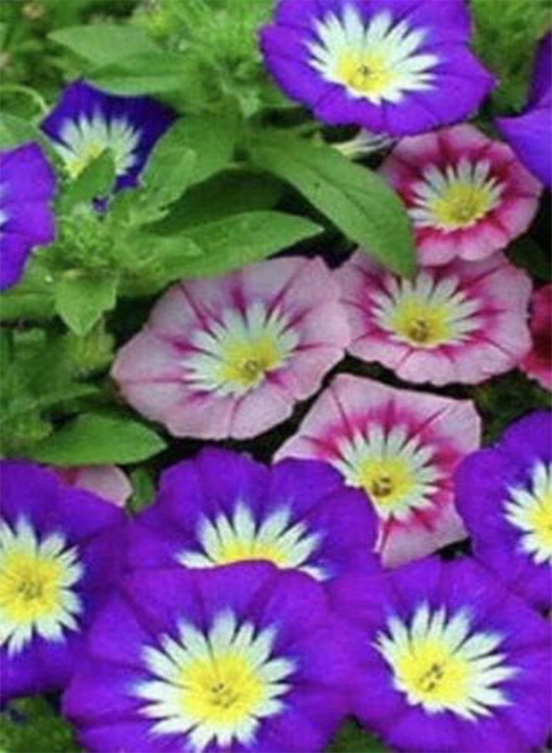 GGOOT Dwarf Morning Glory Mix - 110 Seeds - Convolvulus Tricolor - Annual Flower - Image 1