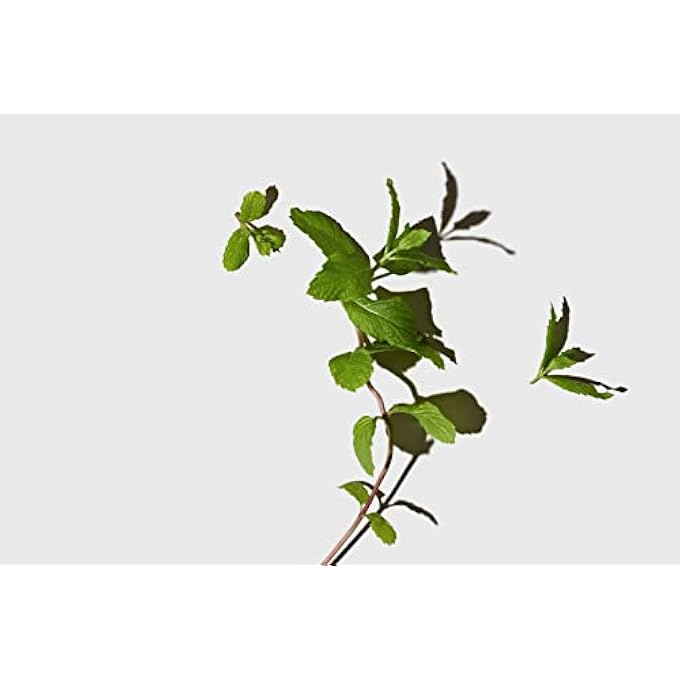 LATHER HAIR APPOINT-MINT - Image 3