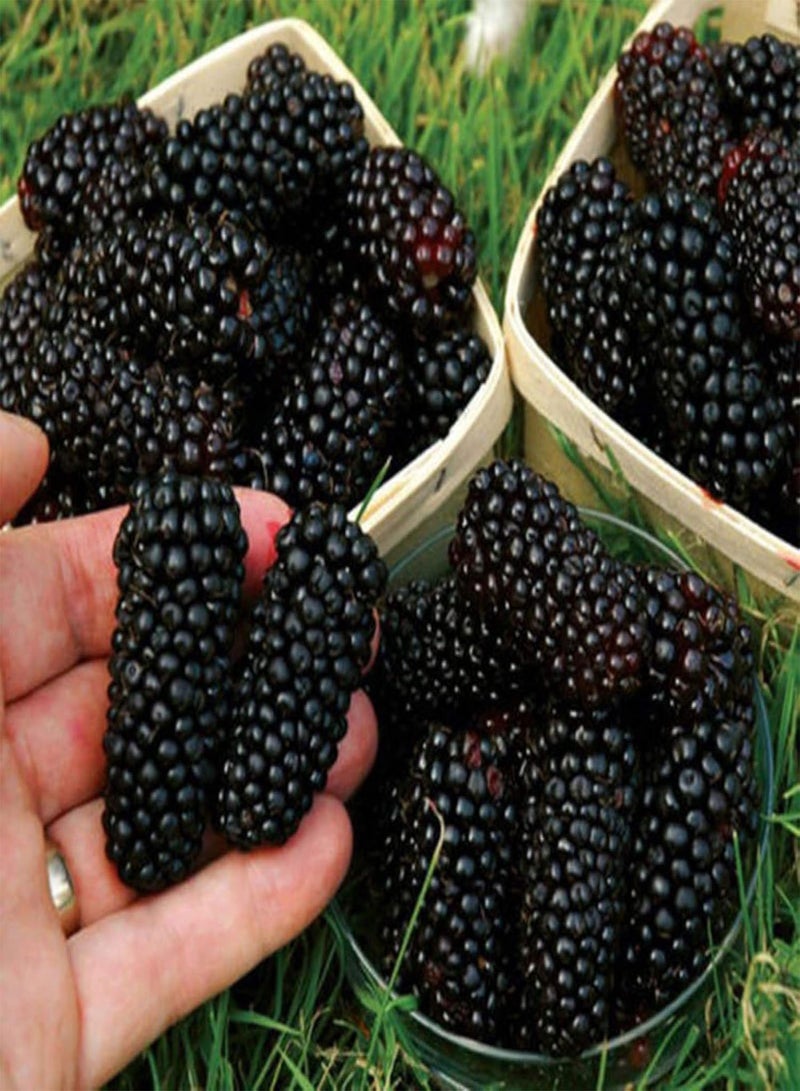 GGOOT seeds 200Pcs Black Berry Seeds Sweet Berry Delicious Juicy Fruit Garden Yard Plant   BlackBerry Seeds# - Image 5