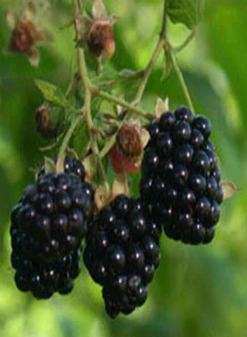GGOOT seeds 200Pcs Black Berry Seeds Sweet Berry Delicious Juicy Fruit Garden Yard Plant   BlackBerry Seeds# - Image 2