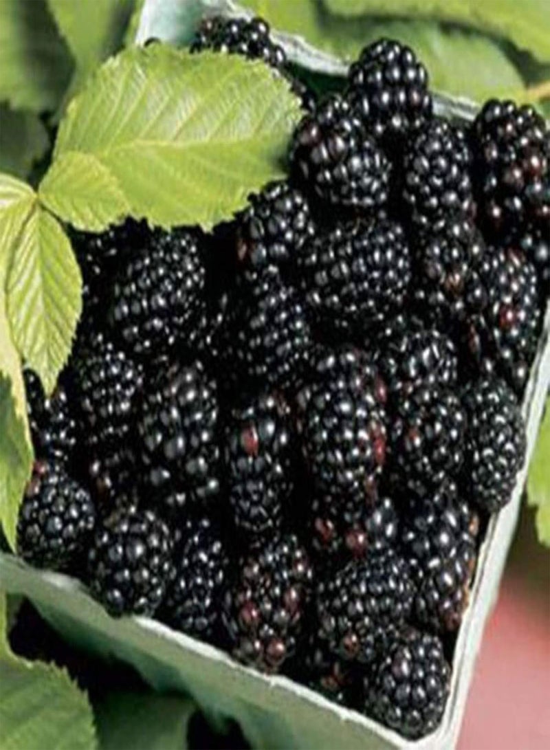 GGOOT seeds 200Pcs Black Berry Seeds Sweet Berry Delicious Juicy Fruit Garden Yard Plant   BlackBerry Seeds# - Image 4