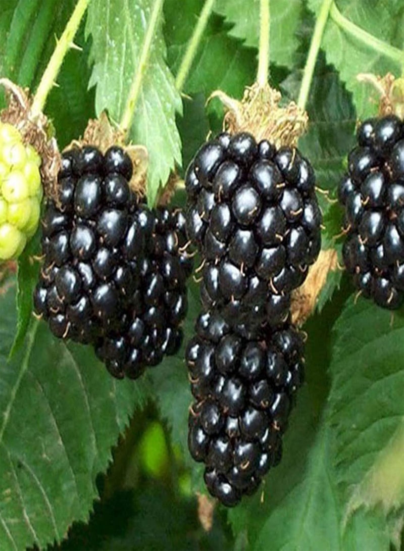 GGOOT seeds 200Pcs Black Berry Seeds Sweet Berry Delicious Juicy Fruit Garden Yard Plant   BlackBerry Seeds# - Image 1