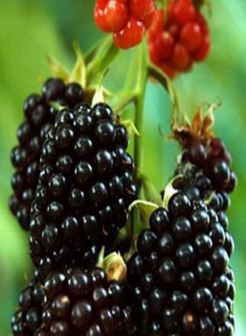 GGOOT seeds 200Pcs Black Berry Seeds Sweet Berry Delicious Juicy Fruit Garden Yard Plant   BlackBerry Seeds# - Image 3
