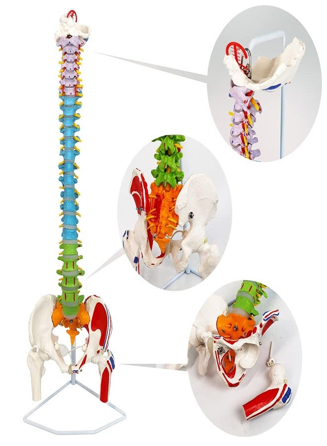 NEW HORIZON Scientific 34" Life Size Spinal Cord Model With Vertebrae, Nerves, Arteries, Lumbar Column, and Male Pelvis - Includes Stand (Good After-Sales) - Image 4