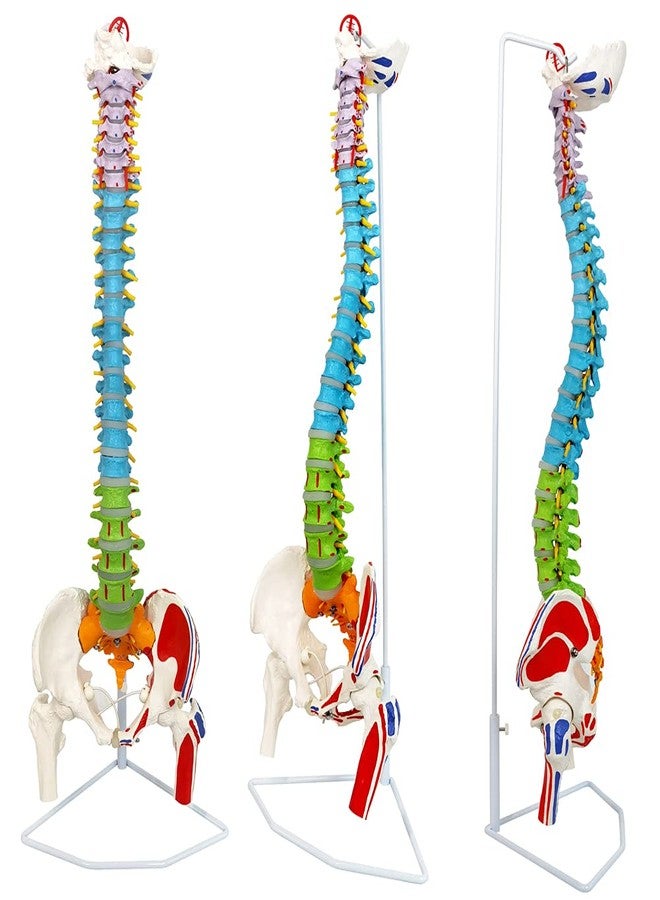 NEW HORIZON Scientific 34" Life Size Spinal Cord Model With Vertebrae, Nerves, Arteries, Lumbar Column, and Male Pelvis - Includes Stand (Good After-Sales) - Image 3