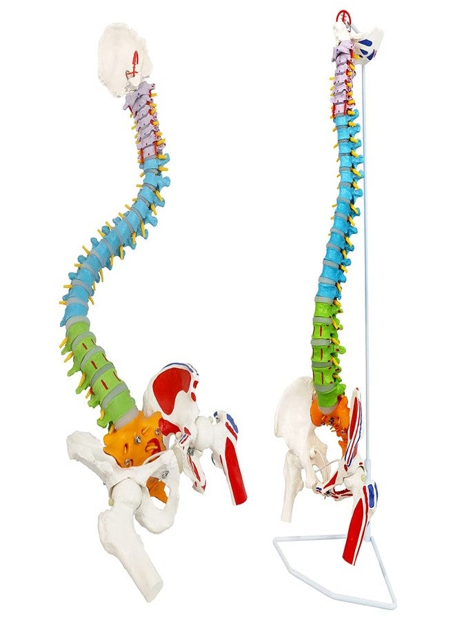 NEW HORIZON Scientific 34" Life Size Spinal Cord Model With Vertebrae, Nerves, Arteries, Lumbar Column, and Male Pelvis - Includes Stand (Good After-Sales) - Image 1