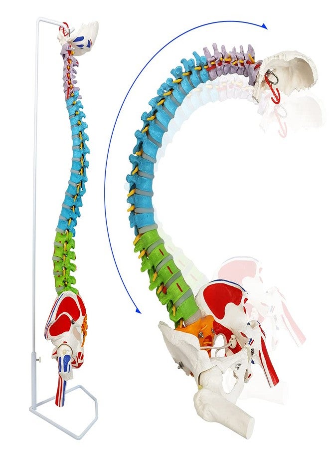 NEW HORIZON Scientific 34" Life Size Spinal Cord Model With Vertebrae, Nerves, Arteries, Lumbar Column, and Male Pelvis - Includes Stand (Good After-Sales) - Image 5