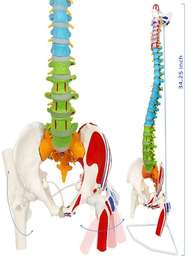 NEW HORIZON Scientific 34" Life Size Spinal Cord Model With Vertebrae, Nerves, Arteries, Lumbar Column, and Male Pelvis - Includes Stand (Good After-Sales) - Image 2