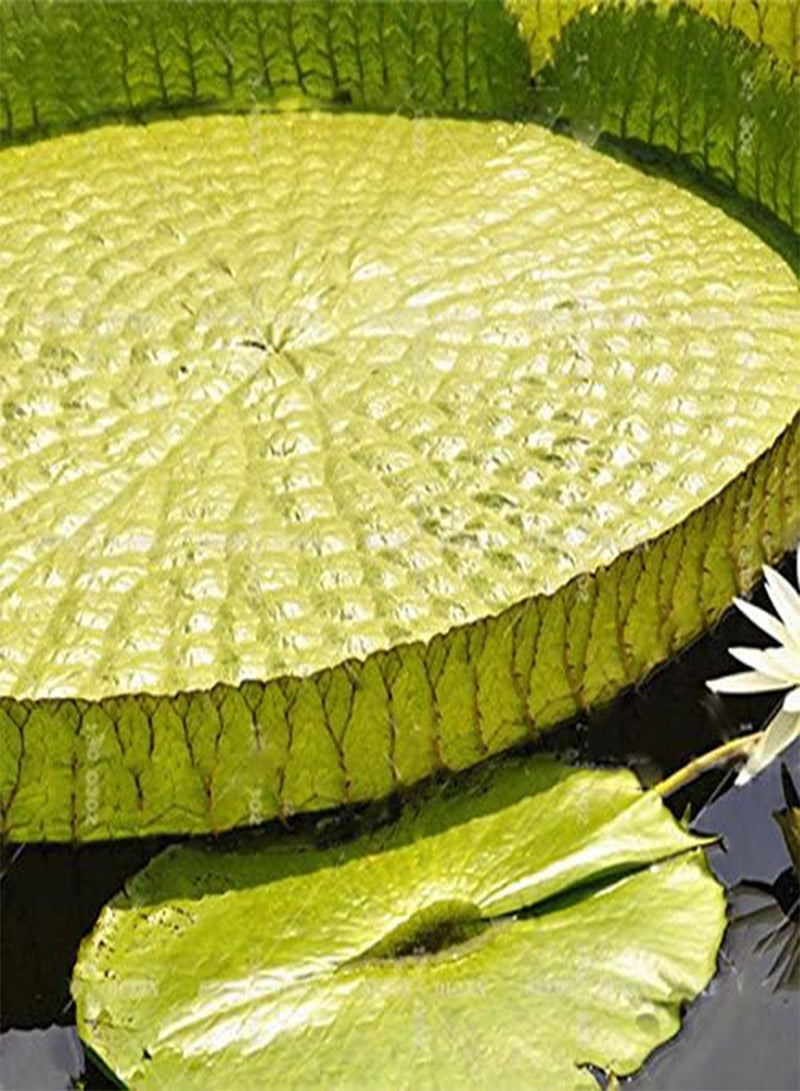GGOOT 10 Pcs/Pac Lotus Seeds Lotus Leaf Bonsai Giant Water Lily Flower For Home Garden Flower  - Image 4