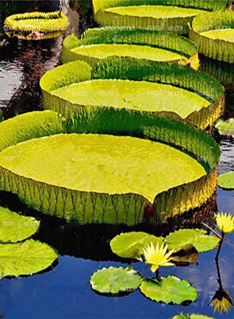 GGOOT 10 Pcs/Pac Lotus Seeds Lotus Leaf Bonsai Giant Water Lily Flower For Home Garden Flower  - Image 5