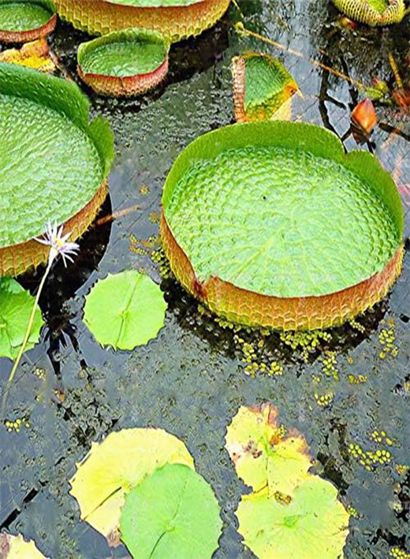 GGOOT 10 Pcs/Pac Lotus Seeds Lotus Leaf Bonsai Giant Water Lily Flower For Home Garden Flower  - Image 1