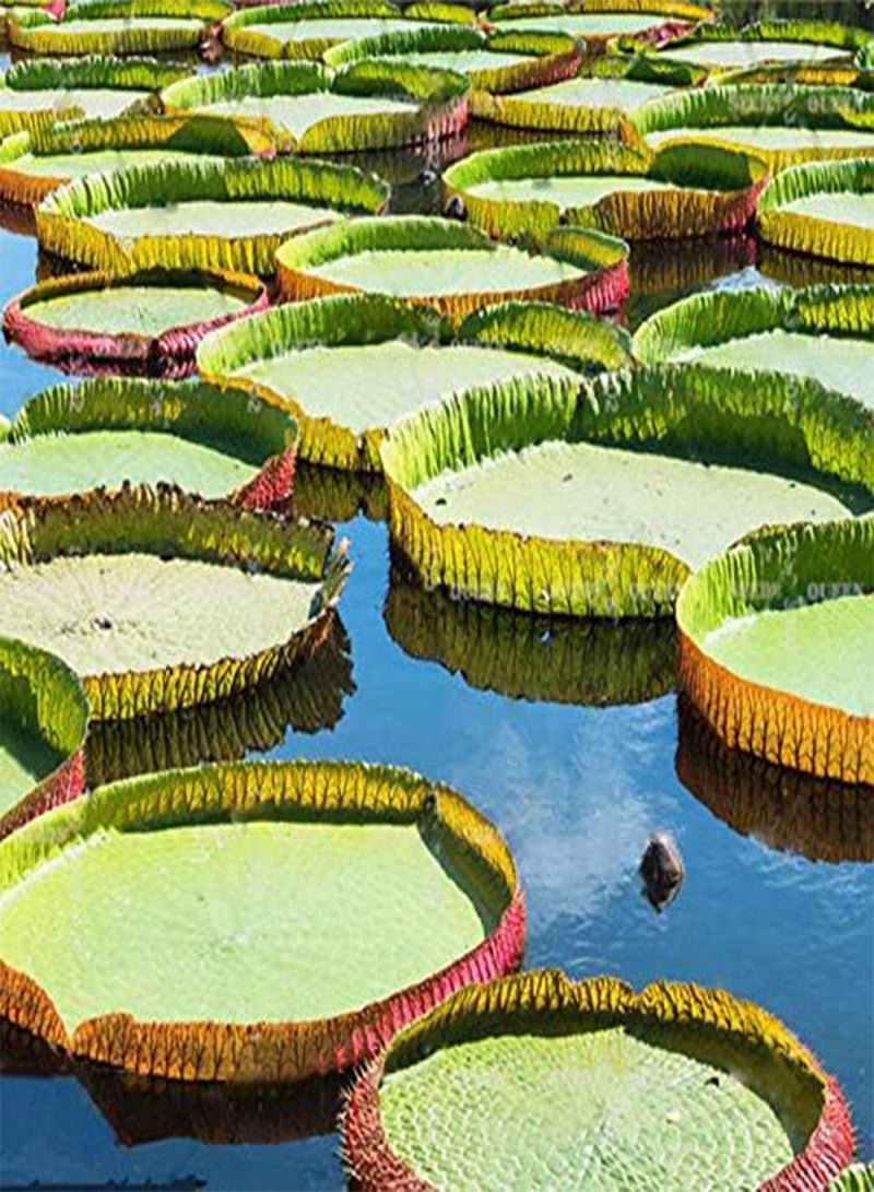 GGOOT 10 Pcs/Pac Lotus Seeds Lotus Leaf Bonsai Giant Water Lily Flower For Home Garden Flower  - Image 2
