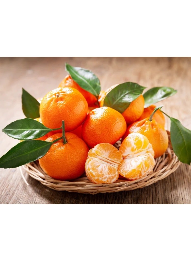 Algem Natura Solar Touch – Immune & Bone Support Vitamin D, 40 Tablets - Image 3