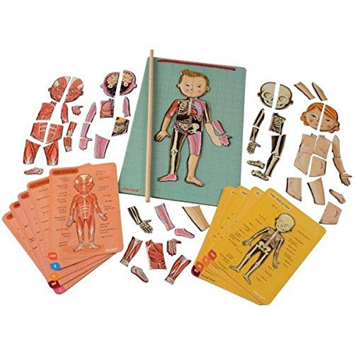 Janod Bodymagnet Educational Human Body Game  Anatomy Organs Skeleton Muscles  76 Magnetic Pieces  From 7 Years Old 12 Languages J05491 Includes 18 cards 76 body part magnets and 1 pointer stick - Image 1
