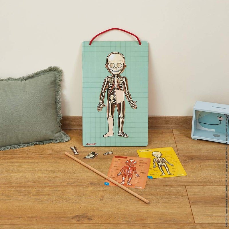 Janod Bodymagnet Educational Human Body Game  Anatomy Organs Skeleton Muscles  76 Magnetic Pieces  From 7 Years Old 12 Languages J05491 Includes 18 cards 76 body part magnets and 1 pointer stick - Image 3