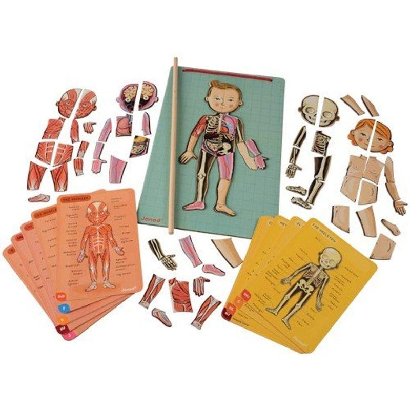 Janod Bodymagnet Educational Human Body Game  Anatomy Organs Skeleton Muscles  76 Magnetic Pieces  From 7 Years Old 12 Languages J05491 Includes 18 cards 76 body part magnets and 1 pointer stick - Image 2