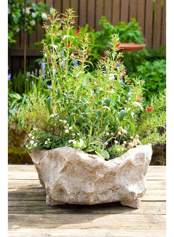 Bosmere Pot Toes, Plant Pot Risers for Indoor and Outdoor, Prevent Stains and Rotting on Wood, Cement, and Tile - Terra Cotta (Pack of 12) - Image 3