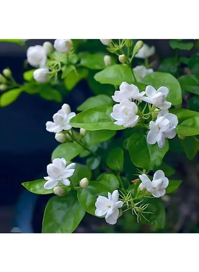 Happy D Planting seeds, 200 pieces Jasmine seeds, fragrant garden decoration, white flowers, scented seedlings, for garden use - Arabian Jasmine seeds - Image 4