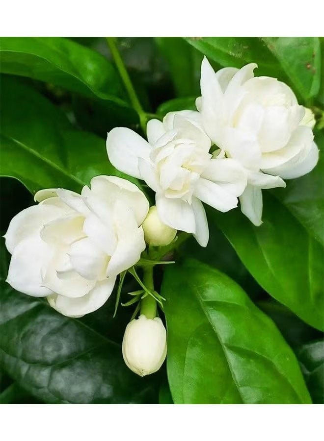 Happy D Planting seeds, 200 pieces Jasmine seeds, fragrant garden decoration, white flowers, scented seedlings, for garden use - Arabian Jasmine seeds - Image 3