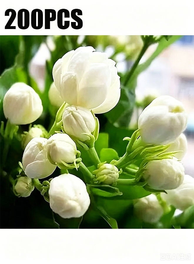 Happy D Planting seeds, 200 pieces Jasmine seeds, fragrant garden decoration, white flowers, scented seedlings, for garden use - Arabian Jasmine seeds - Image 1