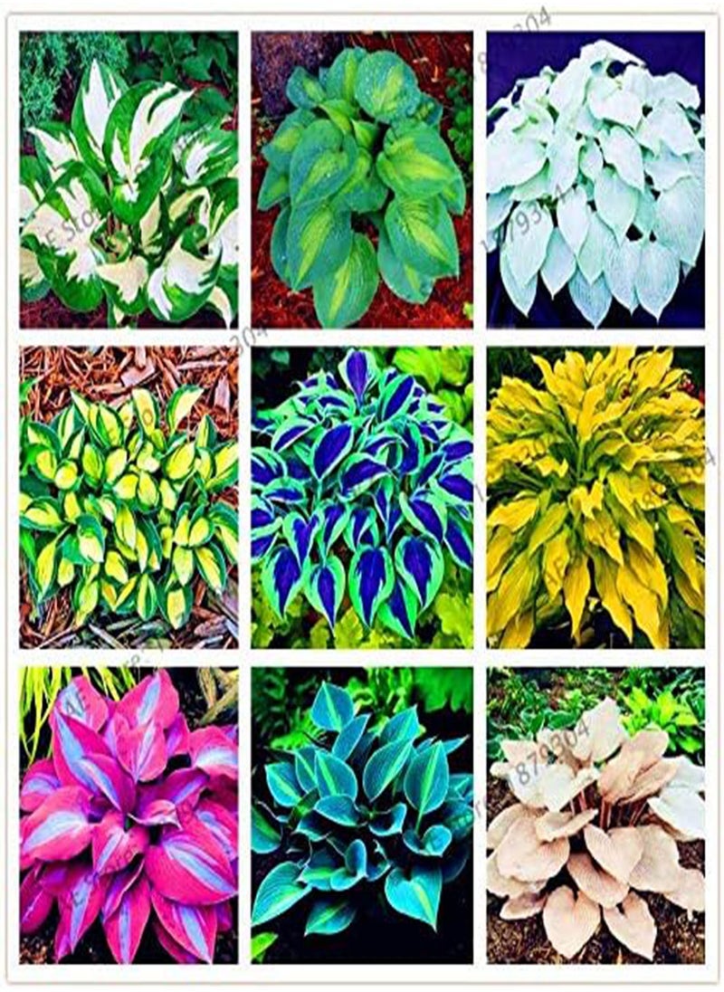 GGOOT 20pcs/bag Hosta Seed Perennials Plantain  Lily Flower White Lace Home Pot Garden Ground Cover Plant Flores - (Color: 7)  - Image 2