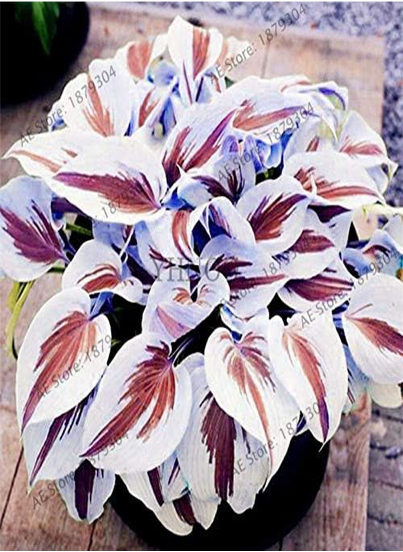 GGOOT 20pcs/bag Hosta Seed Perennials Plantain  Lily Flower White Lace Home Pot Garden Ground Cover Plant Flores - (Color: 7)  - Image 3