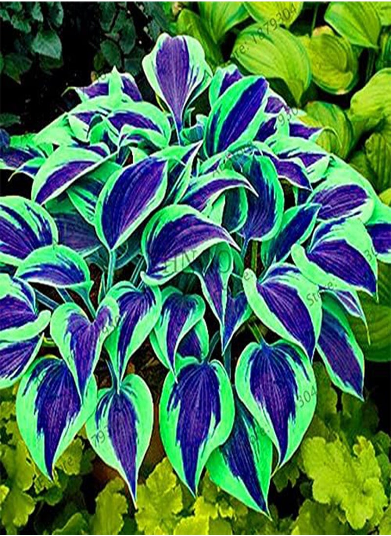 GGOOT 20pcs/bag Hosta Seed Perennials Plantain  Lily Flower White Lace Home Pot Garden Ground Cover Plant Flores - (Color: 7)  - Image 5