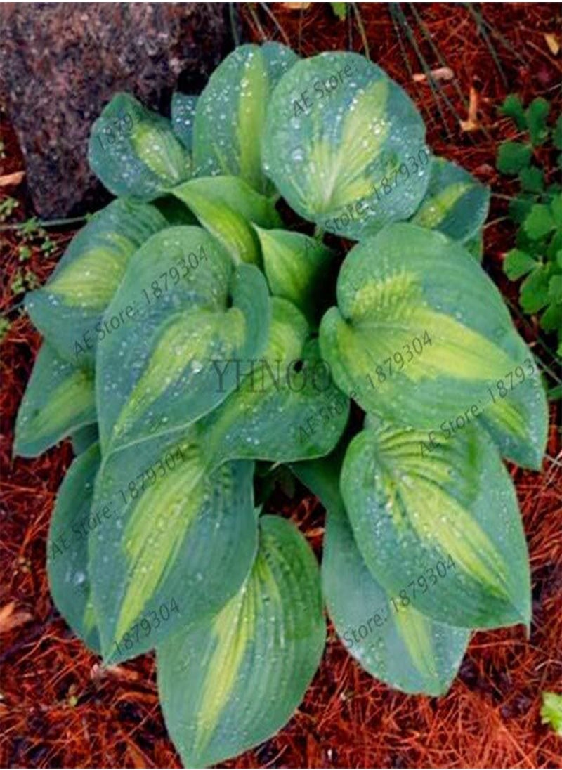 GGOOT 20pcs/bag Hosta Seed Perennials Plantain  Lily Flower White Lace Home Pot Garden Ground Cover Plant Flores - (Color: 7)  - Image 1