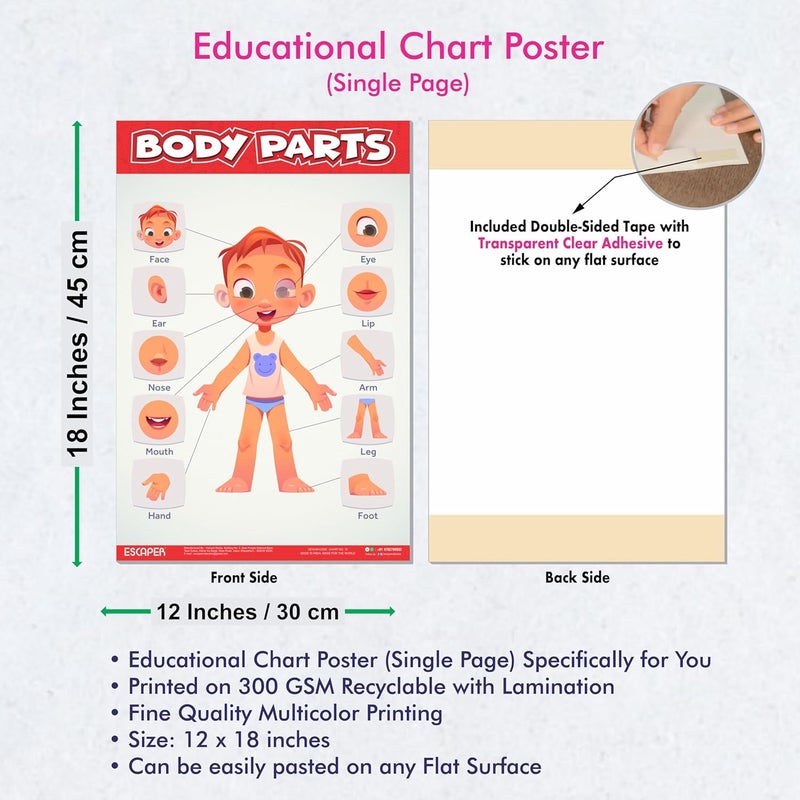 ESCAPER رسوم تعليمية لأجزاء الجسم للأطفال، رسوم تعليمية لتعلم الأطفال (11.5 × 17.5 بوصة)، مواد دراسية للأطفال، كتب تعليمية للأطفال، ملصقات تعليمية - Image 3