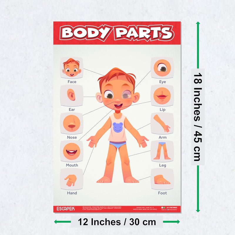 ESCAPER رسوم تعليمية لأجزاء الجسم للأطفال، رسوم تعليمية لتعلم الأطفال (11.5 × 17.5 بوصة)، مواد دراسية للأطفال، كتب تعليمية للأطفال، ملصقات تعليمية - Image 2