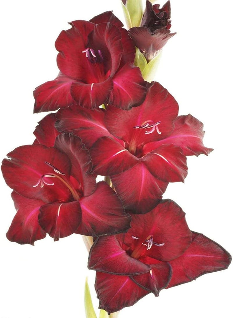 جي جوت 15 قطعة من بذور الجلاديولس المختلطة (كورمات) زهور الجلاديولس المذهلة لتزرعها بنفسك بألوان زاهية وديكورات الحدائق، مجموعة متنوعة من الأصناف سهلة العناية - Image 3