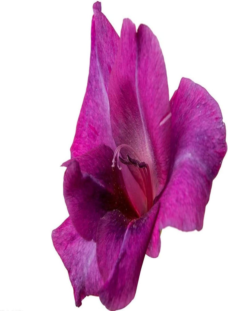 جي جوت 15 قطعة من بذور الجلاديولس المختلطة (كورمات) زهور الجلاديولس المذهلة لتزرعها بنفسك بألوان زاهية وديكورات الحدائق، مجموعة متنوعة من الأصناف سهلة العناية - Image 2