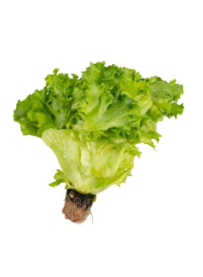 Frilice Lettuce Approx 150g per piece