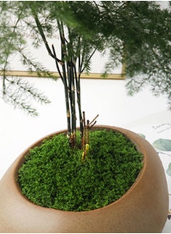 Mordely Fake Moss 30g Plastic Artificial Moss Realistic Looking Faux Moss Natural Fake Green Lichen Plants for Plant Pot Crafting Garden Patio Decoration Dark Green Faux Moss Artificial Moss for Plant Pots Ar  - Image 4