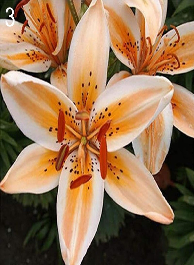 GGOOT Seed for Planting,200Pcs Rare Lily seeds Seeds Home Garden Balcony Perfume Flower Bonsai Plant-Type 3-Lily Seeds - Image 1