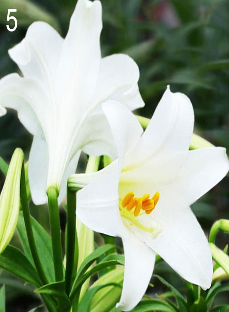 GGOOT Seed for Planting,200Pcs Rare Lily seeds Seeds Home Garden Balcony Perfume Flower Bonsai Plant-Type 3-Lily Seeds - Image 2