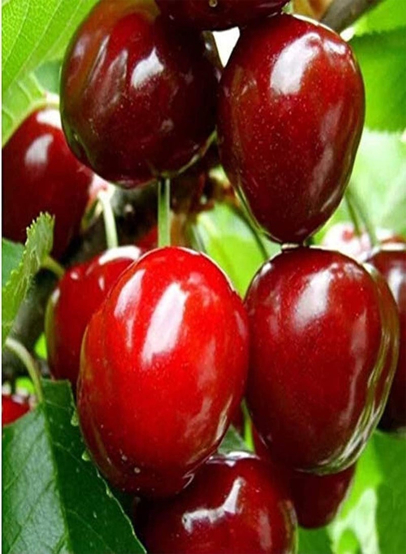 GGOOT 100Pcs Cherry Seeds Indoor and Outdoor Planting Fruit with Bright Red Skin Special Color High Ornamental Value for Beginners in Gardening - Image 1