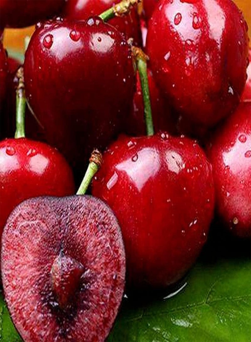 GGOOT 100Pcs Cherry Seeds Indoor and Outdoor Planting Fruit with Bright Red Skin Special Color High Ornamental Value for Beginners in Gardening - Image 3