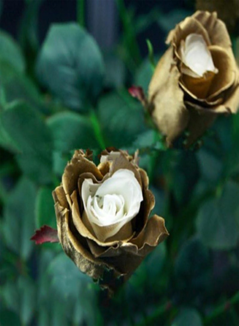 GGOOT 150Pcs/1 Pack Rare Golden Rose Flower Seeds, Garden Yard Bonsai Home Decoration - Image 4