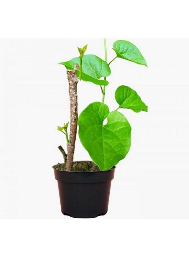 PlantaZee JooGTooK Organic Giloy Plant, Guchcha/Guduchi/Geeloh/Amrta/Giloy use in Giloy Kadha. - Image 3
