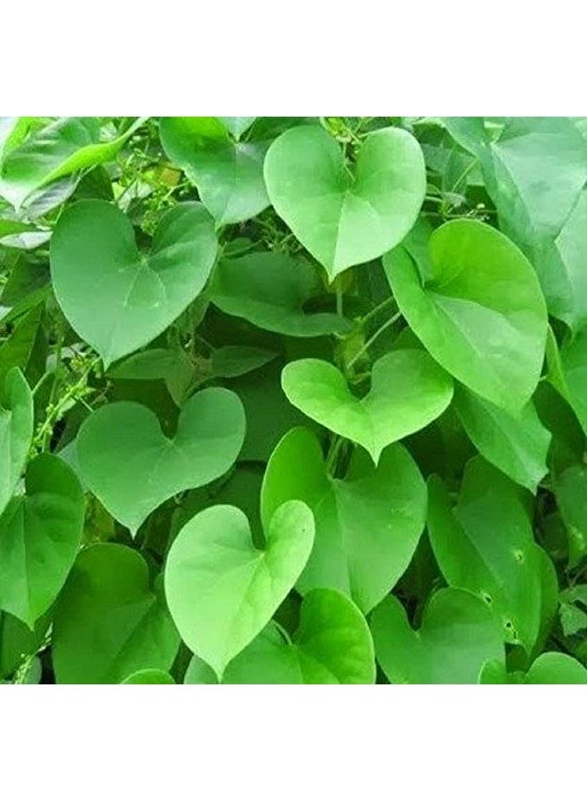 PlantaZee JooGTooK Organic Giloy Plant, Guchcha/Guduchi/Geeloh/Amrta/Giloy use in Giloy Kadha. - Image 2