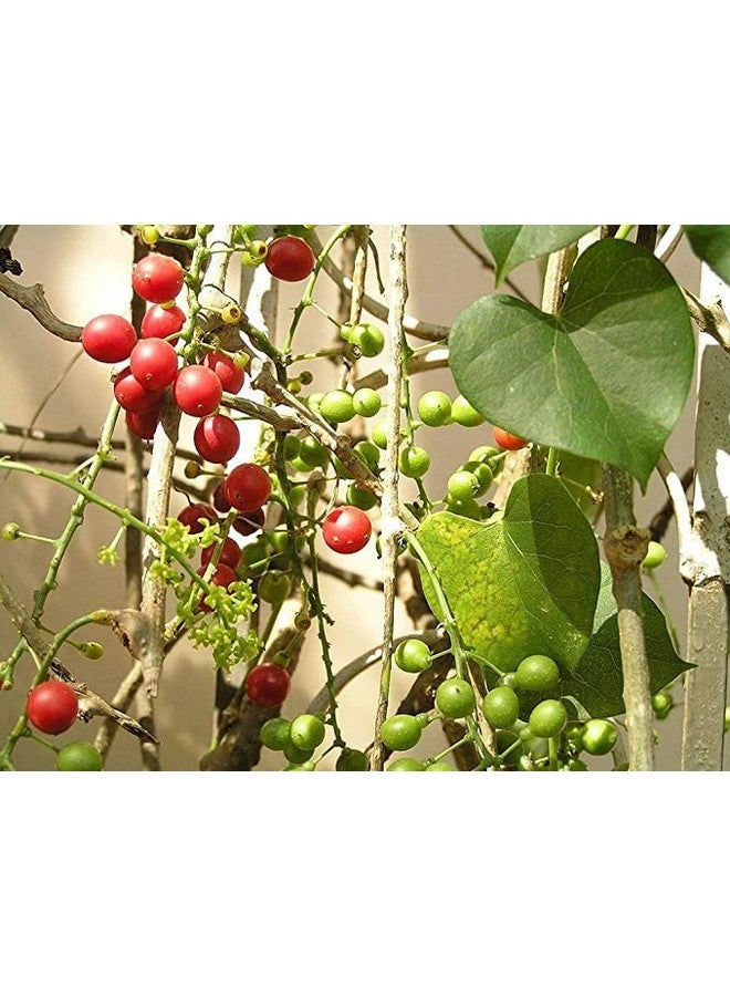 PlantaZee JooGTooK Organic Giloy Plant, Guchcha/Guduchi/Geeloh/Amrta/Giloy use in Giloy Kadha. - Image 1