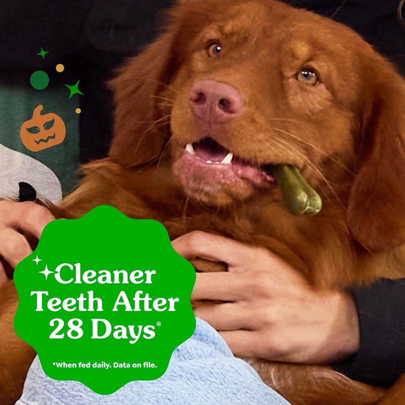 GREENIES Pumpkin Spice Flavor Regular Size Dog Dental Chews 12 Ounces 12 Treats - Image 5